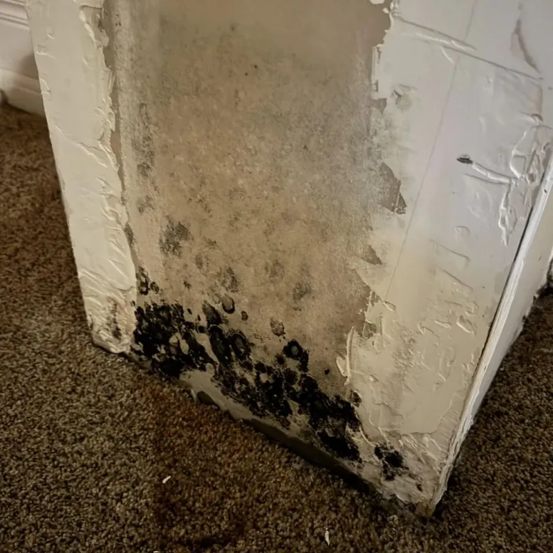 Professional Mold Removal in Fort Wayne, IN
